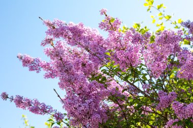 Syringa vulgaris çiçeği bahar zaman 