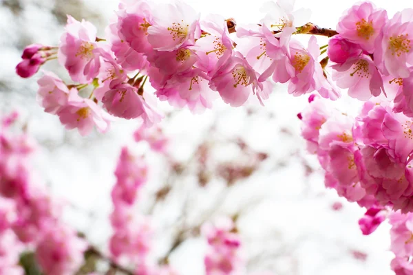 Háttér, gyönyörű rózsaszín cseresznyevirág, Sakura virágokat — Stock Fotó