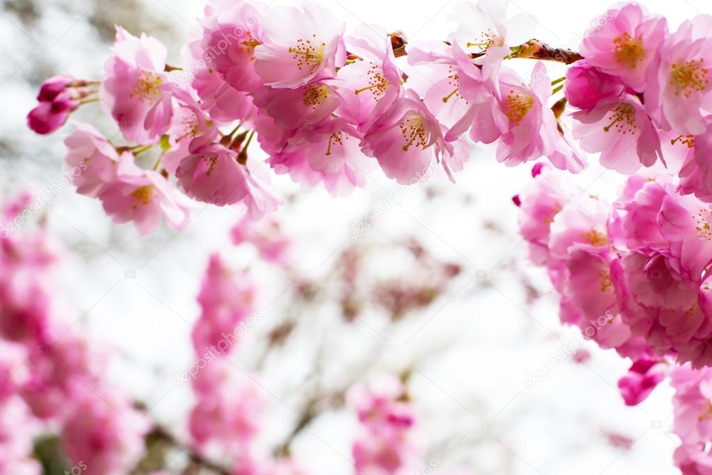 background with Beautiful pink cherry blossom, Sakura flowers 