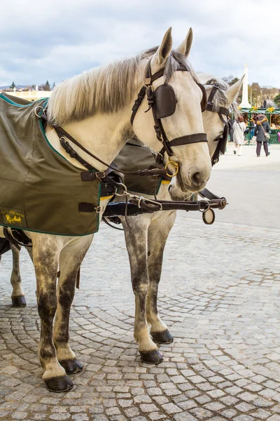 Dos caballos blancos en el tradicional carruaje Fiaker tirado por caballos, Viena —  Fotos de Stock