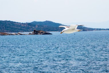 Düşük su yüzey üzerinde uçan balık martı