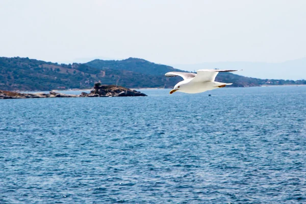 Γλάρος ψάρια πετώντας χαμηλά πάνω από την επιφάνεια του νερού — Φωτογραφία Αρχείου