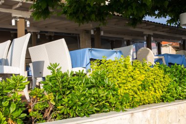 sandalye ve masa arkasında canlı yeşil bitkiler Café 