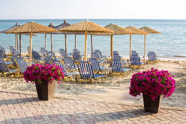 Purple flowers near wooden path to sea among umbrellas at sandy beach — Stock Photo, Image