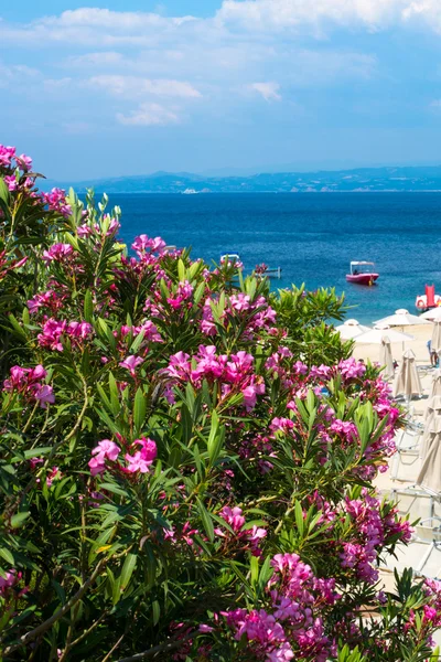 Roze oleander bloemen, strand met parasols en de blauwe zee — Stockfoto