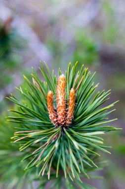 parlak yeşil dikenli branche kürk-ağaç veya çam