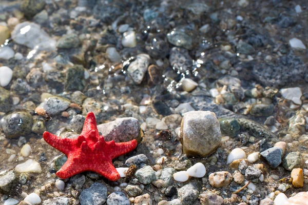 Red Sea star, stone beach, clean water background — Stock Photo, Image