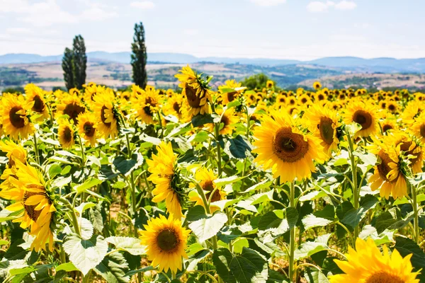 Feld mit schönen Sonnenblumen, Landschaft und wolkenlosem blauen Himmel — Stockfoto