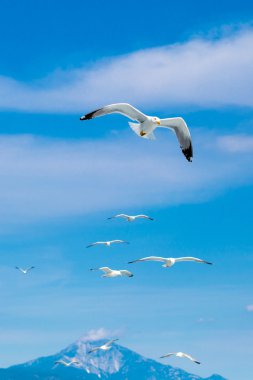 Many seagulls flying together after one leader clipart