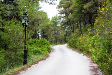 Yolun ortasında orman, ağaçlar ve sokak ışık