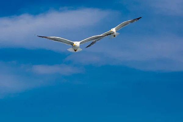 Två måsarna flyger tillsammans efter en ledare — Stockfoto