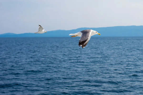 Two seagulls flying low over the water surface — Stock Photo, Image