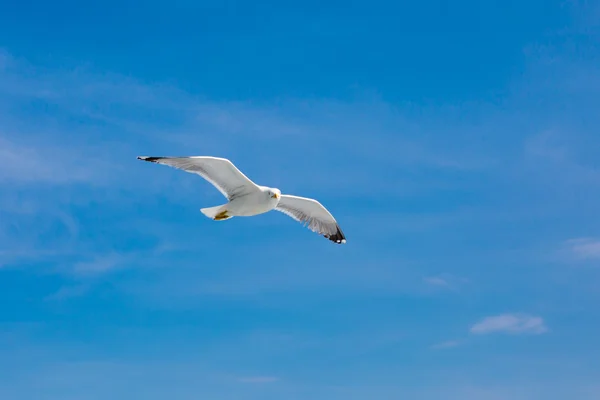 Gaviota pescando volando en el cielo azul y mirando a la cámara. Lugar para el texto —  Fotos de Stock