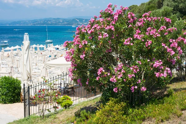 Rosa Oleanderblüten, Strand mit Sonnenschirmen und blauem Meer — Stockfoto