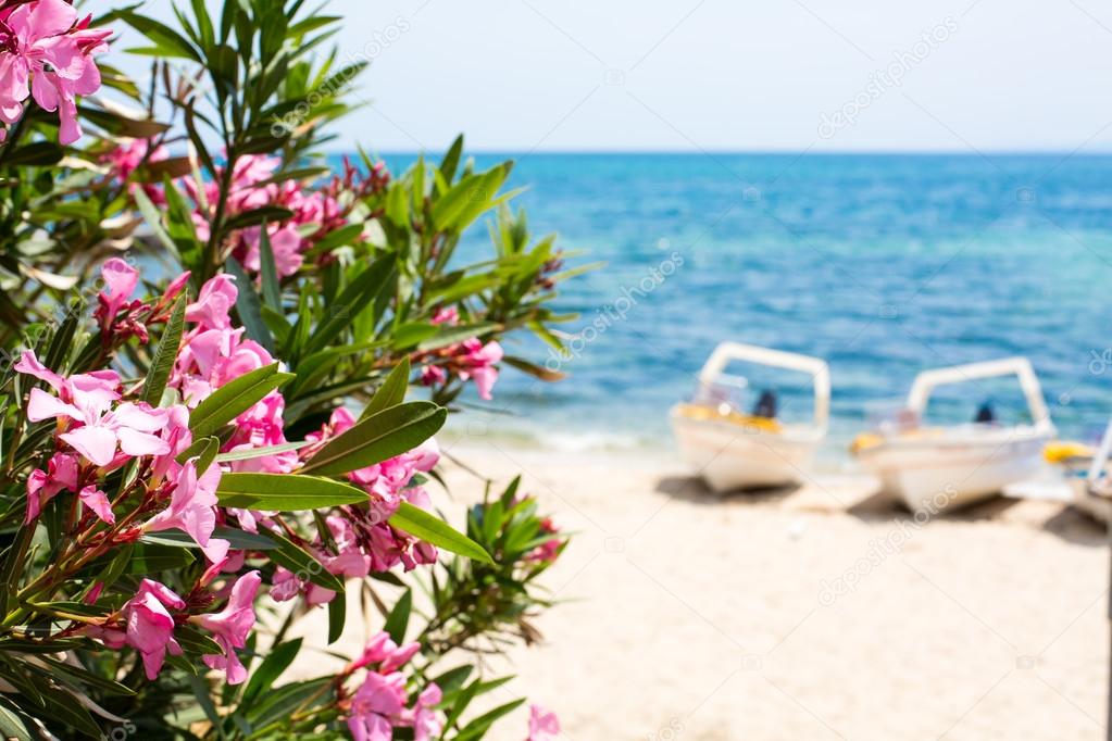 Pink oleander flowers, blue sea and boats summer background