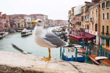 Albatros, Rialto Köprüsü, Venedik evler ve kanalda arka plan