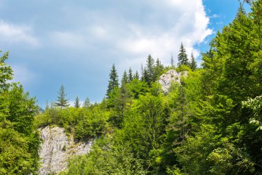 Rock ve Rodop ağaçlara arka plan