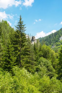 Rock ve Rodop ağaçlara arka plan