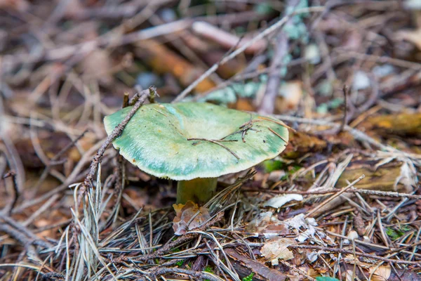 녹색 Russula 버섯 — 스톡 사진