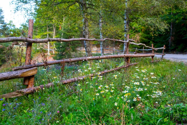 Fond d'été vibrant avec clôture en bois et camomilles — Photo