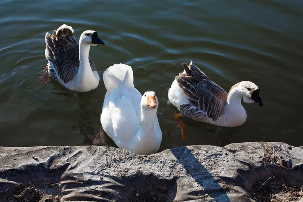 Três gansos no lago — Fotografia de Stock