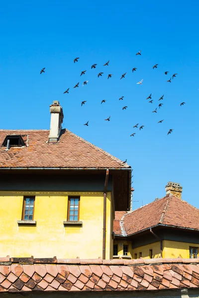Flock of pigeons flying over the roof — Stockfoto