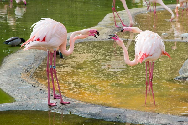 Cuatro flamencos rosados Quarreling — Foto de Stock