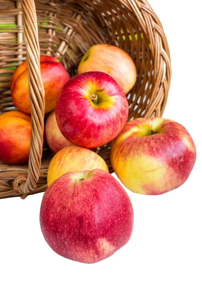 Manzanas rojas maduras rodando fuera de la cesta sobre fondo blanco —  Fotos de Stock