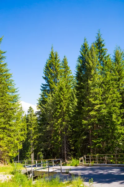 Letní přírodní pozadí. Zelená pulzující borovic na pozadí modré oblohy — Stock fotografie