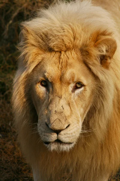 Retrato de león macho de cerca — Foto de Stock