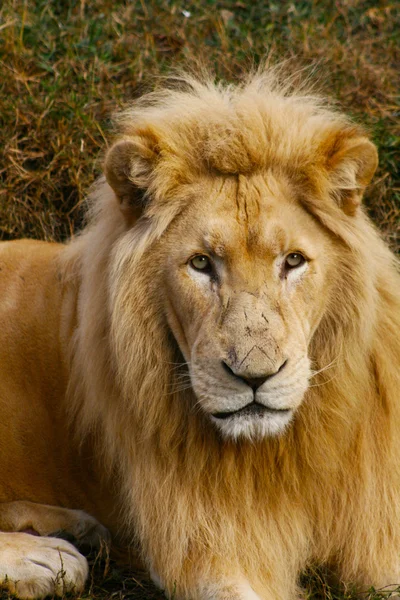 Retrato de león macho de cerca — Foto de Stock