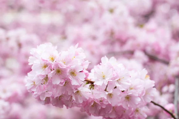 Pozadí s krásné růžové třešňový květ, květy Sakura — Stock fotografie