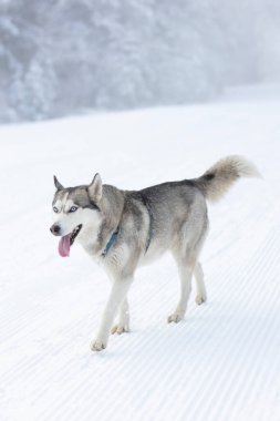 Komik köpek Sibirya Husky Karda yürüyor, kış