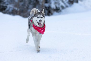 Kırmızı eşarplı köpek Sibirya Husky 'si. Yürüyor ve dil gösteriyor. Kar ormanı.