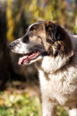 Bulgar Çoban veya Karakaçhan Köpeği yüz profili