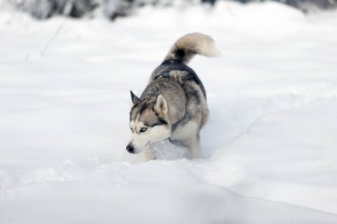 Safkan Husky köpek portresi, kar yürüyüşü ve koklama, yakın plan.