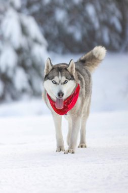 Kırmızı eşarplı köpek Sibirya Husky 'si. Yürüyor ve dil gösteriyor. Kar ormanı.