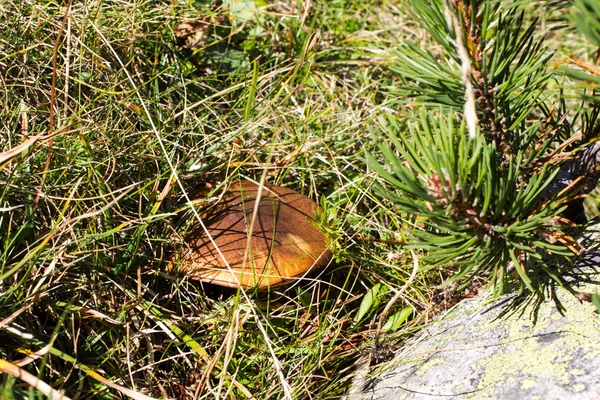 Mushroom suillus luteus growing in green grass — Stock Photo, Image