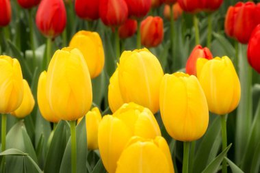 Hollanda, Keukenhof, Lale çiçekli tatil veya doğum günü arka planı, kırmızı, sarı çiçek bahçesi