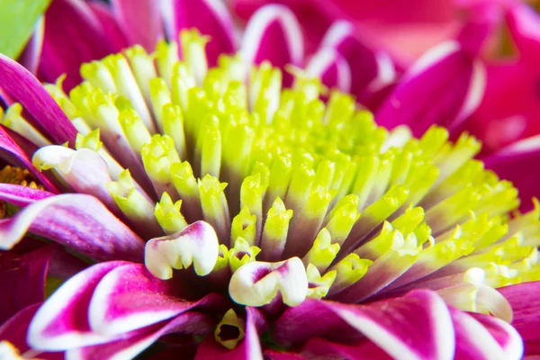 Gerbera violet fleur macro — Photo