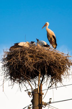 Nest genç beyaz leylek