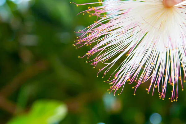 Fundo de verão tropical com flor de Barringtonia em fundo de borrão verde — Fotografia de Stock