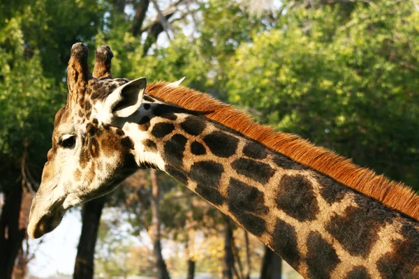 Straně portrét žirafa na pozadí zelených stromů — Stock fotografie