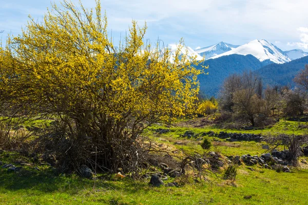 Hintergrund mit Schneebergen, grün und gelb blühenden Frühlingsbäumen — Stockfoto