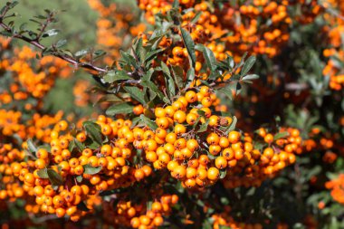 Olgunlaşmış üvez meyveleri, dağ kül veya Sorbus ağaç arka plan