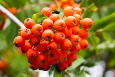 Olgunlaşmış üvez meyveleri, dağ kül veya Sorbus ağaç arka plan