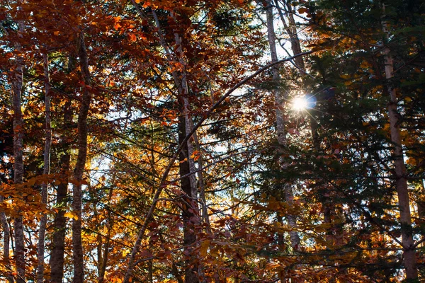 Beaux orangers jaunes d'automne en forêt et au soleil — Photo