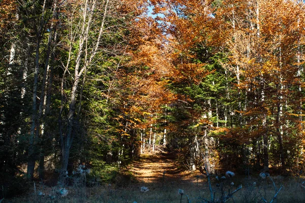 Bel automne doré avec des arbres jaunes, verts, orange dans la forêt et le sentier — Photo