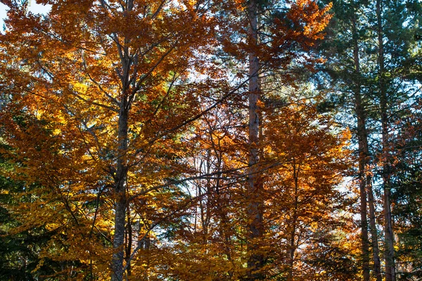 Beaux orangers jaunes d'automne dans la forêt éclairée par le soleil — Photo