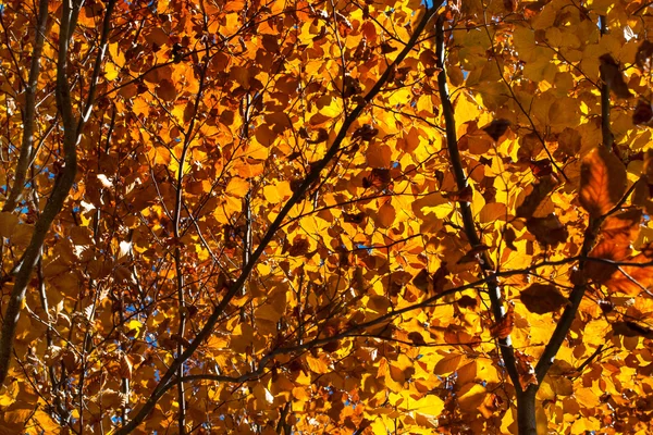 Belas folhas de laranjeira de outono na floresta iluminada pelo sol — Fotografia de Stock
